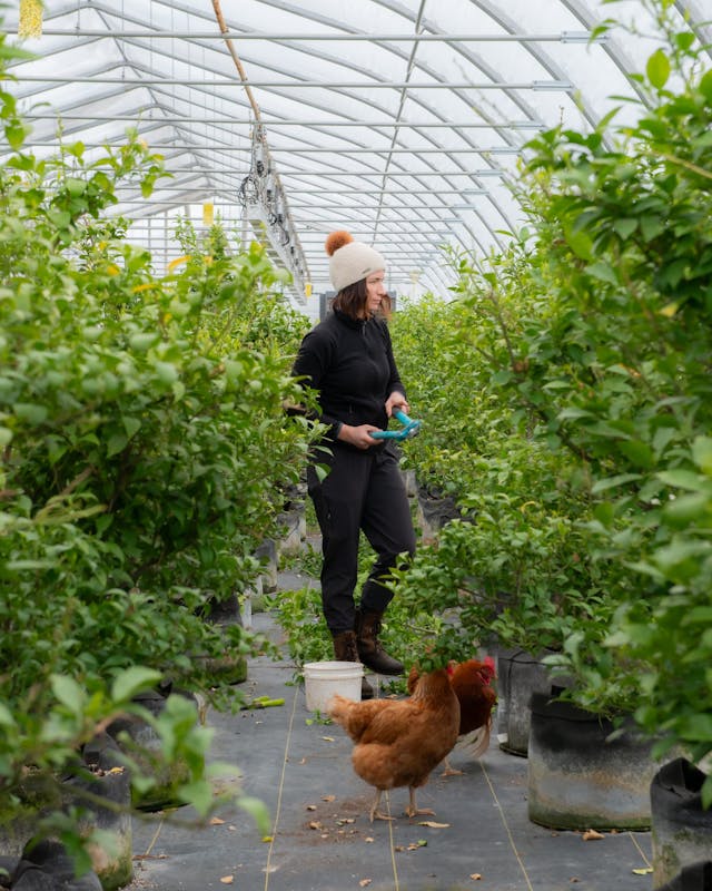 O’Citrus: Overcoming the odds of growing citrus in Québec